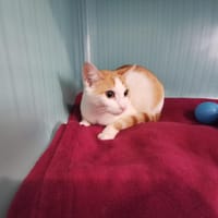 ROMY, chatte à adopter