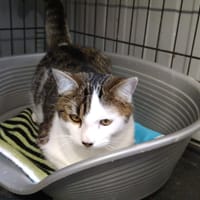 JASPER, chat à adopter