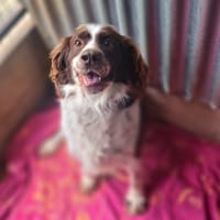 PHAETON, chien à adopter