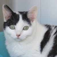 Ré (réservé), chat à adopter