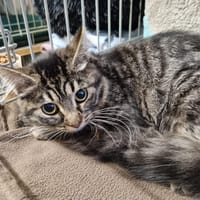 Nessa, chatte à adopter