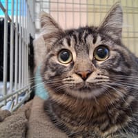 Nessa, chatte à adopter