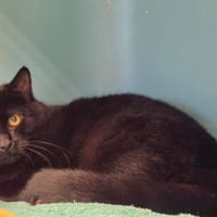 CLAFOUTIS, chat à adopter