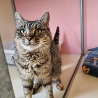 Tamora, chatte à adopter