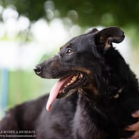 Thor, chien à adopter