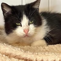 VOLTAIRE, chat à adopter