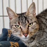 ELPHABA, chatte à adopter