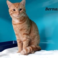 Bernard, chat à adopter