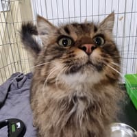 Zola, chat à adopter