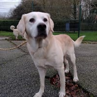 OSCAR, chien à adopter