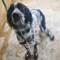 VADROUILLE, chien à adopter