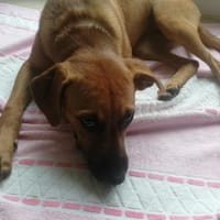 ABELLA, chienne à adopter