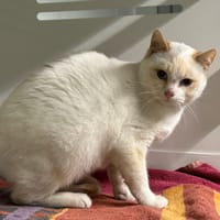 CHAUSSETTE, chat à adopter