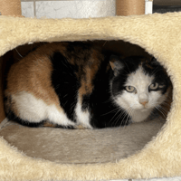 BELLA, chatte à adopter