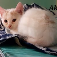 Akil, chatte à adopter