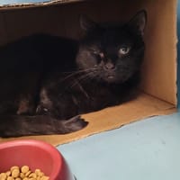 PATAPOUF, chat à adopter