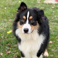 Arthur CAA14459, chien à adopter