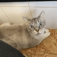 Akira, chatte à adopter