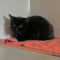 HONDA, chatte à adopter