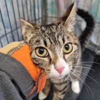 Glinda, chatte à adopter