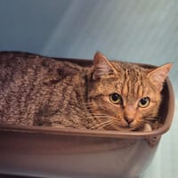 TATIN, chatte à adopter