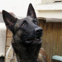 Maya, chienne à adopter