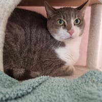 Lenny, chat à adopter