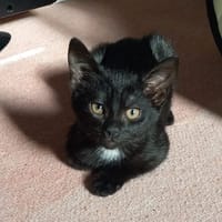 REGLISSE, chatte à adopter