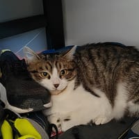 AVA, chatte à adopter