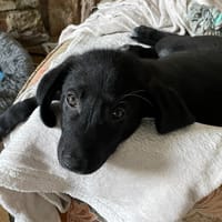 ZAZA, chienne à adopter