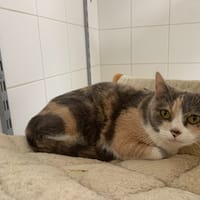 Lune, chatte à adopter