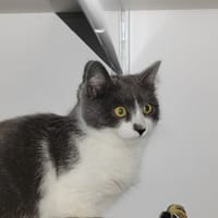 AZIA, chatte à adopter