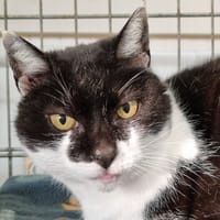 Vanellope, chatte à adopter