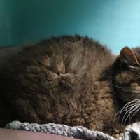 Capone, chatte à adopter
