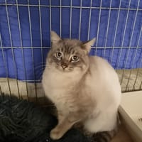FIYERO, chat à adopter