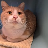 ARLEQUIN, chat à adopter