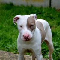 VINYLE CHAO, chien à adopter