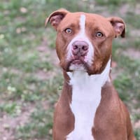 Kay CAA14457, chien à adopter