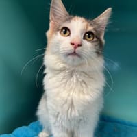 MANDY, chatte à adopter