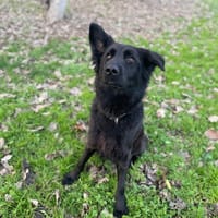 NALA, chienne à adopter