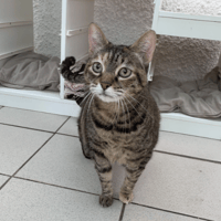 Gina, chatte à adopter