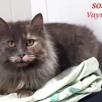 Vayne, chatte à adopter