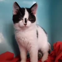 Mustucru, chat à adopter