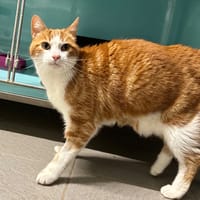 JIMMY, chat à adopter