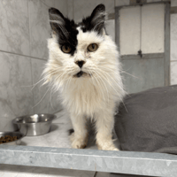 KILLER, chat à adopter