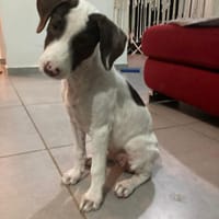 Belle LOVELY !, chienne à adopter