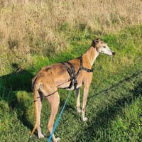 LUCKY, chien à adopter