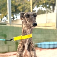 VEGA (Lara), chienne à adopter