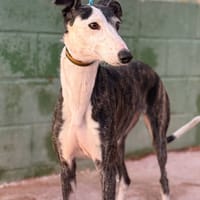 LLUM (Lara), chienne à adopter