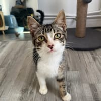 Elite, chat à adopter